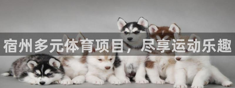 必发7790集团所有网站|宿州多元体育项目，尽享运动乐趣