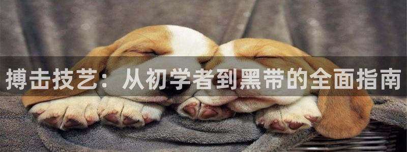 必发88官网|搏击技艺：从初学者到黑带的全面指南